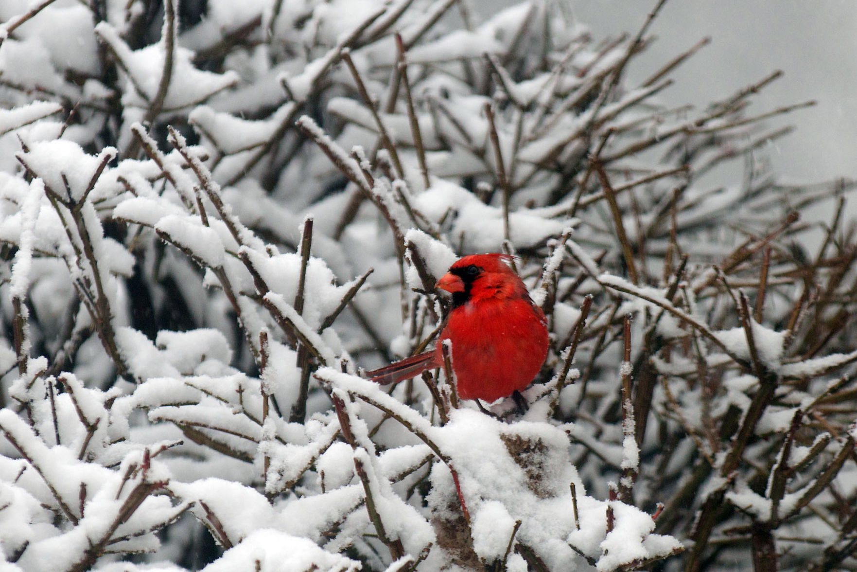 Bird — Cardinal
